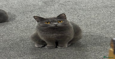 British Shorthair cats - Advert 16