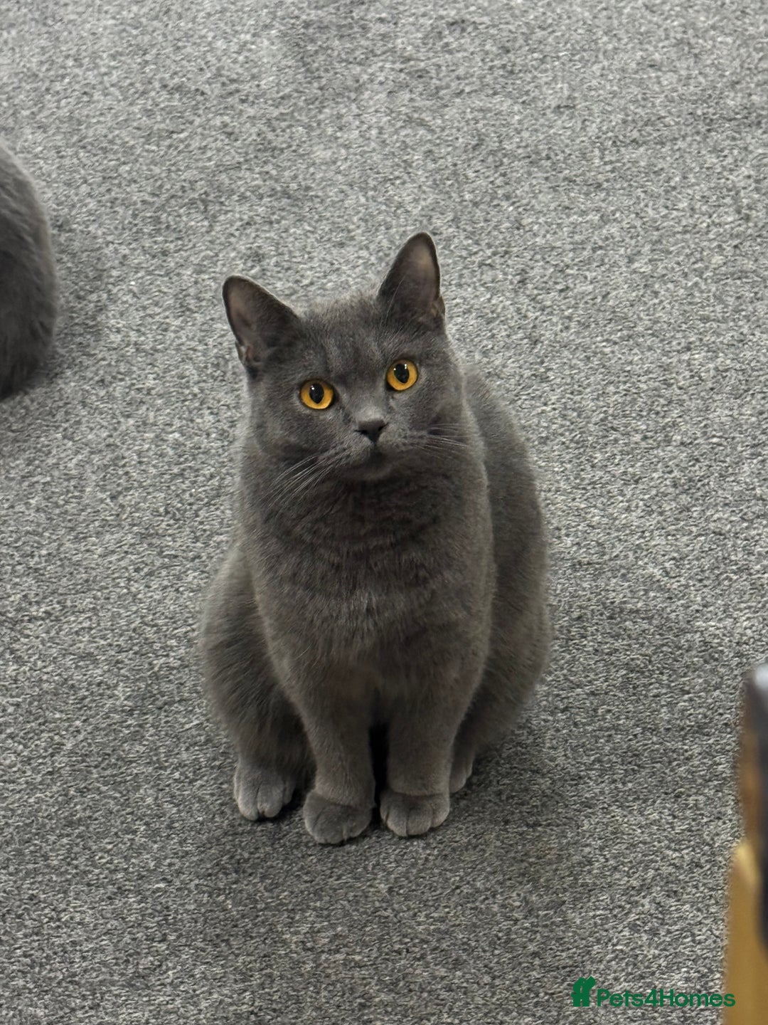 British Shorthair cats for sale: 💎 British Shorthair Cats for Sale 💎 - Image 2