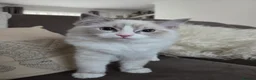Ragdoll cats for sale: Ragdoll kittens are looking for forever home  - Advert 18