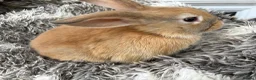 Mini Lop rabbits for sale: Beautiful Mini Lop Baby Rabbits🐇❤️ in Coalville - Advert 25