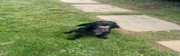 Cocker Spaniel dogs for sale: Lovely gentle working cocker spaniel pup - Advert 3