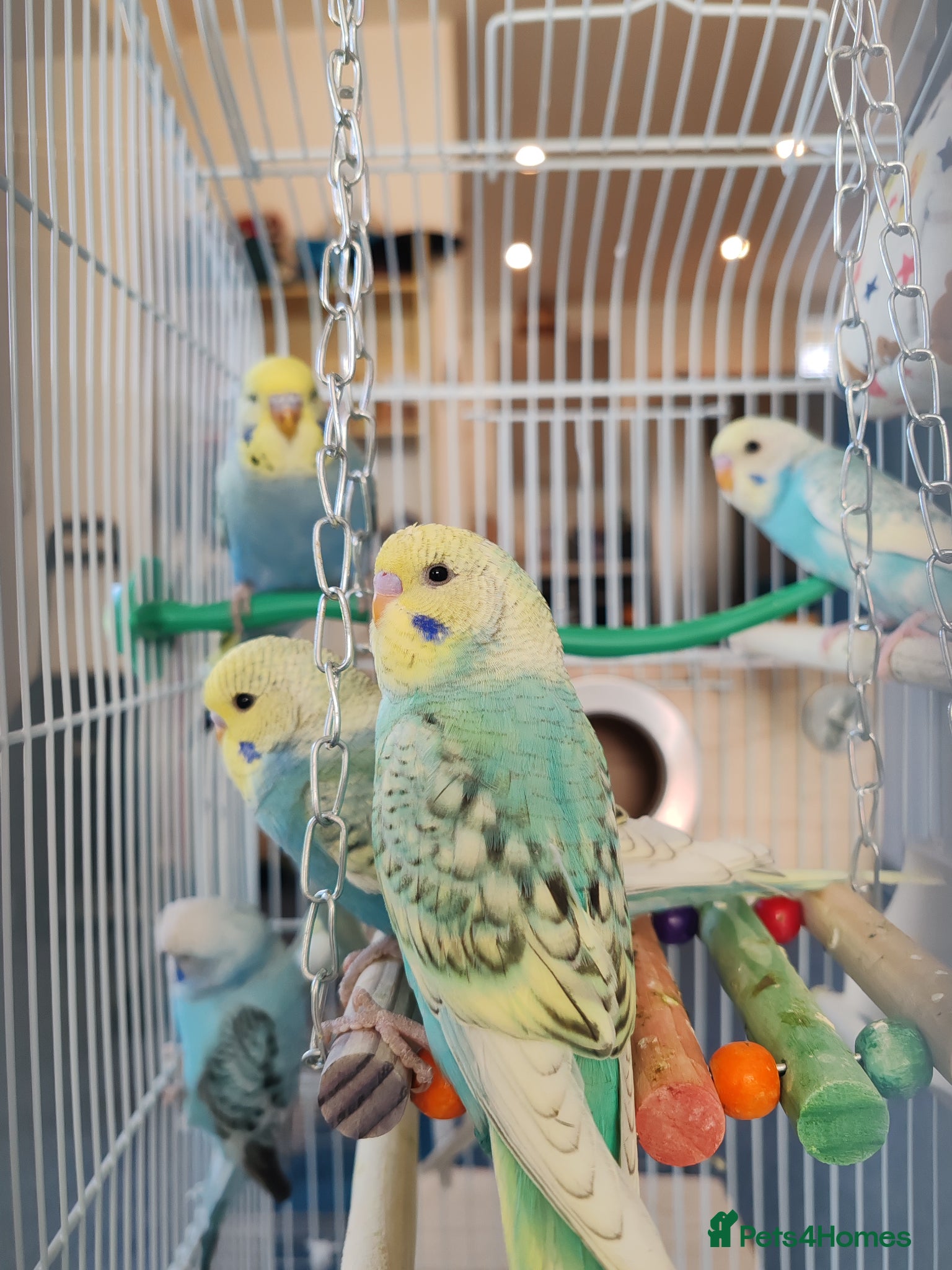 Parrots birds budgies age 2 months - Advert 20