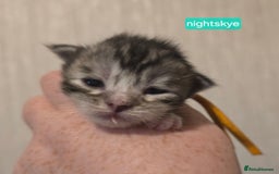 Maine Coon cats for sale: Maine Coon Kittens Silver Imported Shaded Lines - Image 36