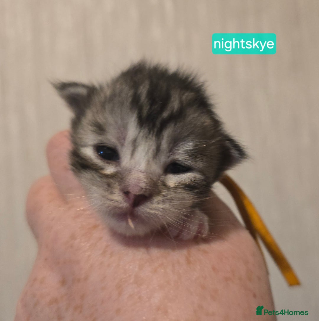 Maine Coon cats for sale: Maine Coon Kittens Silver Imported Shaded Lines - Image 36