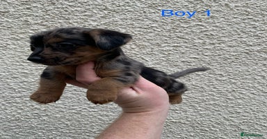 Jack Russell dogs - Advert 3