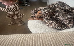 Italian Greyhound dogs for stud: Stud dog . Beautiful Italian greyhound  - Advert 11