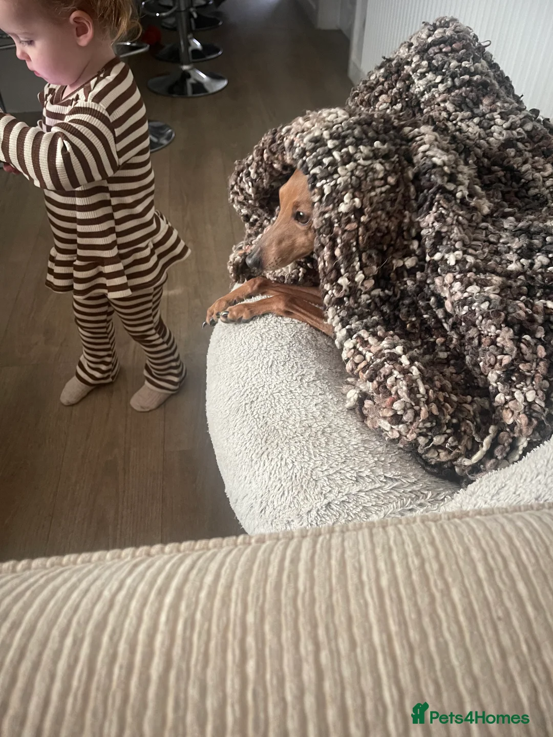 Italian Greyhound dogs for stud: PROVEN Stud dog . Beautiful Italian greyhound  - Advert 11