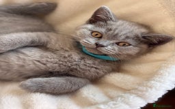 British Shorthair cats for sale: LILAC & BLUE MALE BRITISH SHORTHAIRS - Image 4