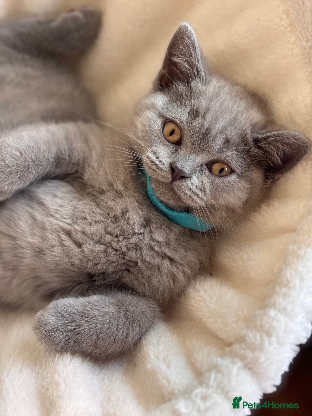British Shorthair cats for sale: LILAC & BLUE MALE BRITISH SHORTHAIRS - Image 4