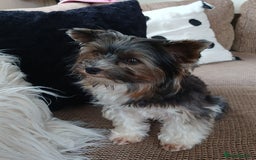 Biewer Terrier dogs for stud: Purebred Pedigree Biewer Terrier Proven Stud in Merthyr Tydfil - Image 3