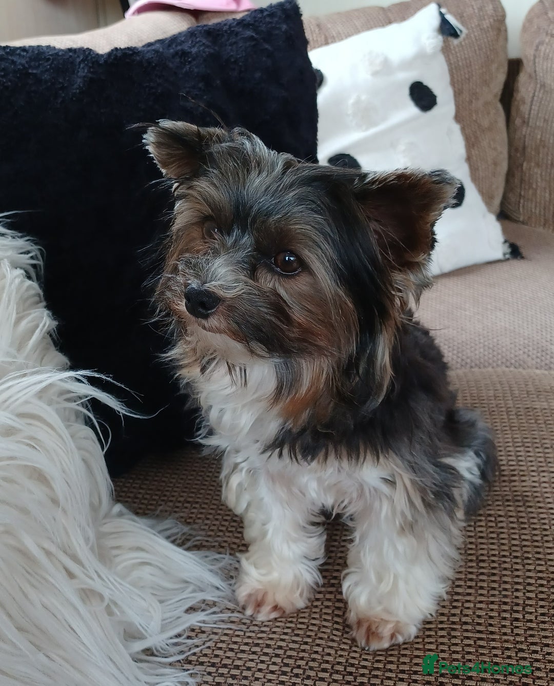 Biewer Terrier dogs for stud: Purebred Pedigree Biewer Terrier Proven Stud in Merthyr Tydfil - Image 3
