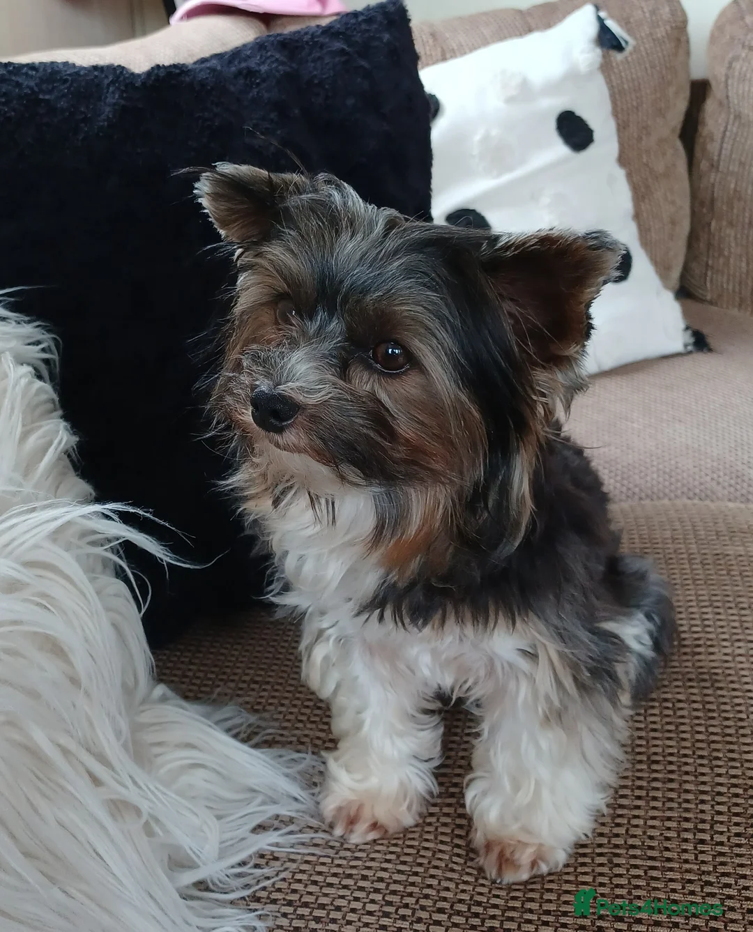 Biewer Terrier dogs for stud: Purebred Pedigree Biewer Terrier Proven Stud in Merthyr Tydfil - Advert 3