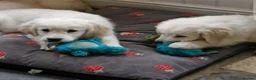 Golden Retriever dogs for sale: Stunning Golden Retrievers - Advert 4