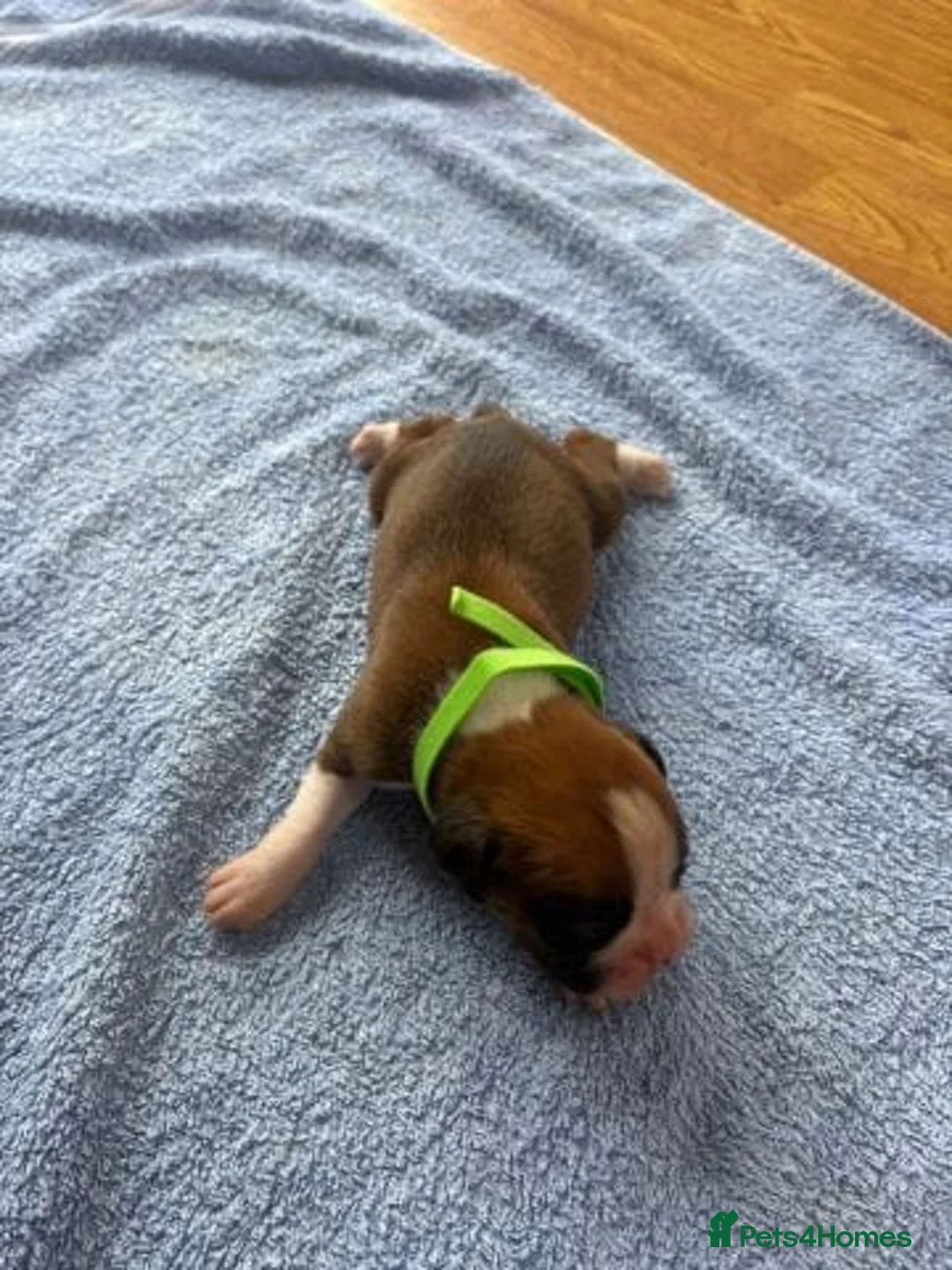 Boxer dogs for sale: Beautiful Boxer Puppies Ready for Loving Homes 🐶 in Birmingham - Advert 2