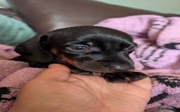Dachshund dogs for sale: Daschund puppies. - Image 4