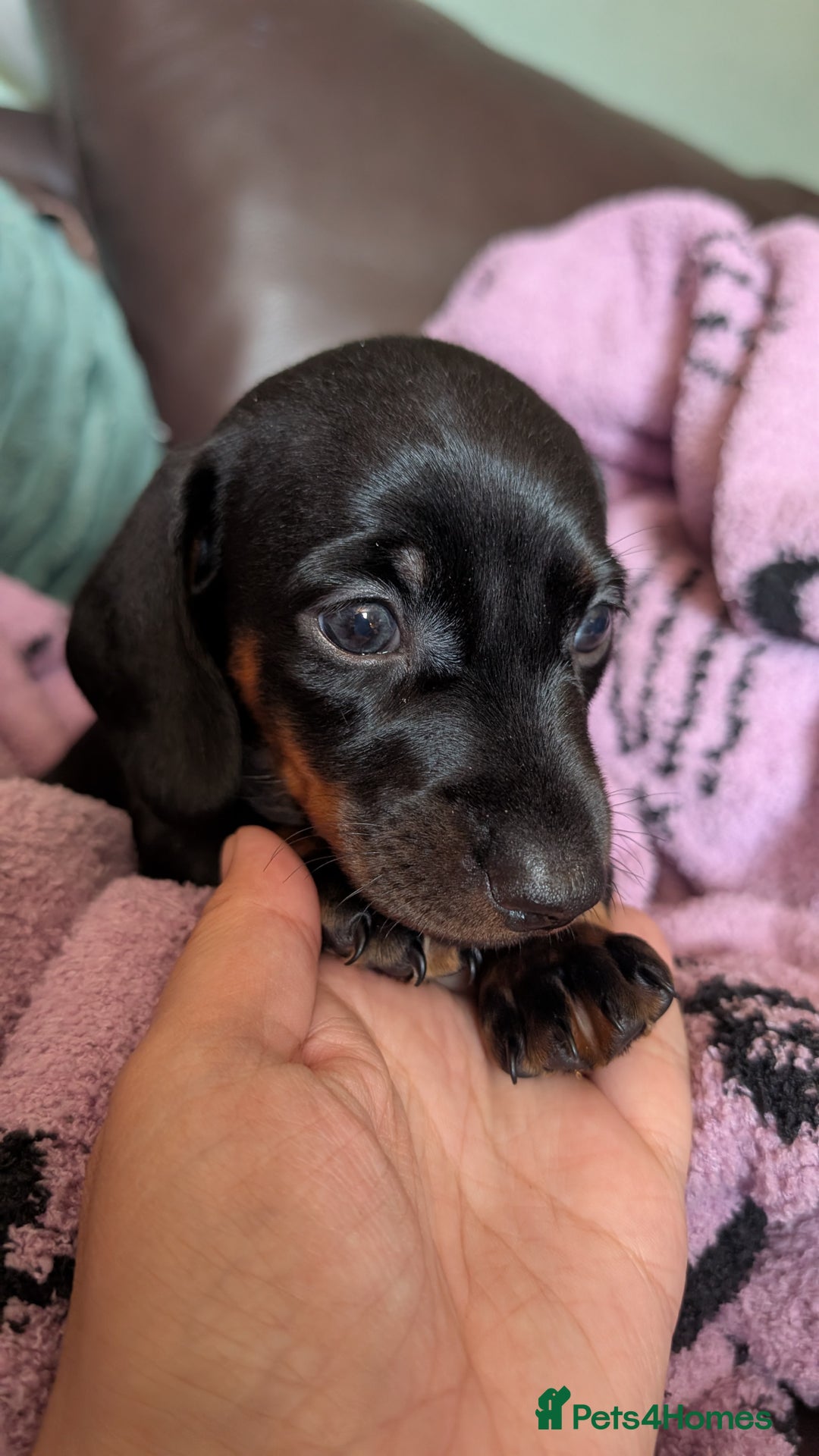 Dachshund dogs for sale: Daschund puppies. - Image 4
