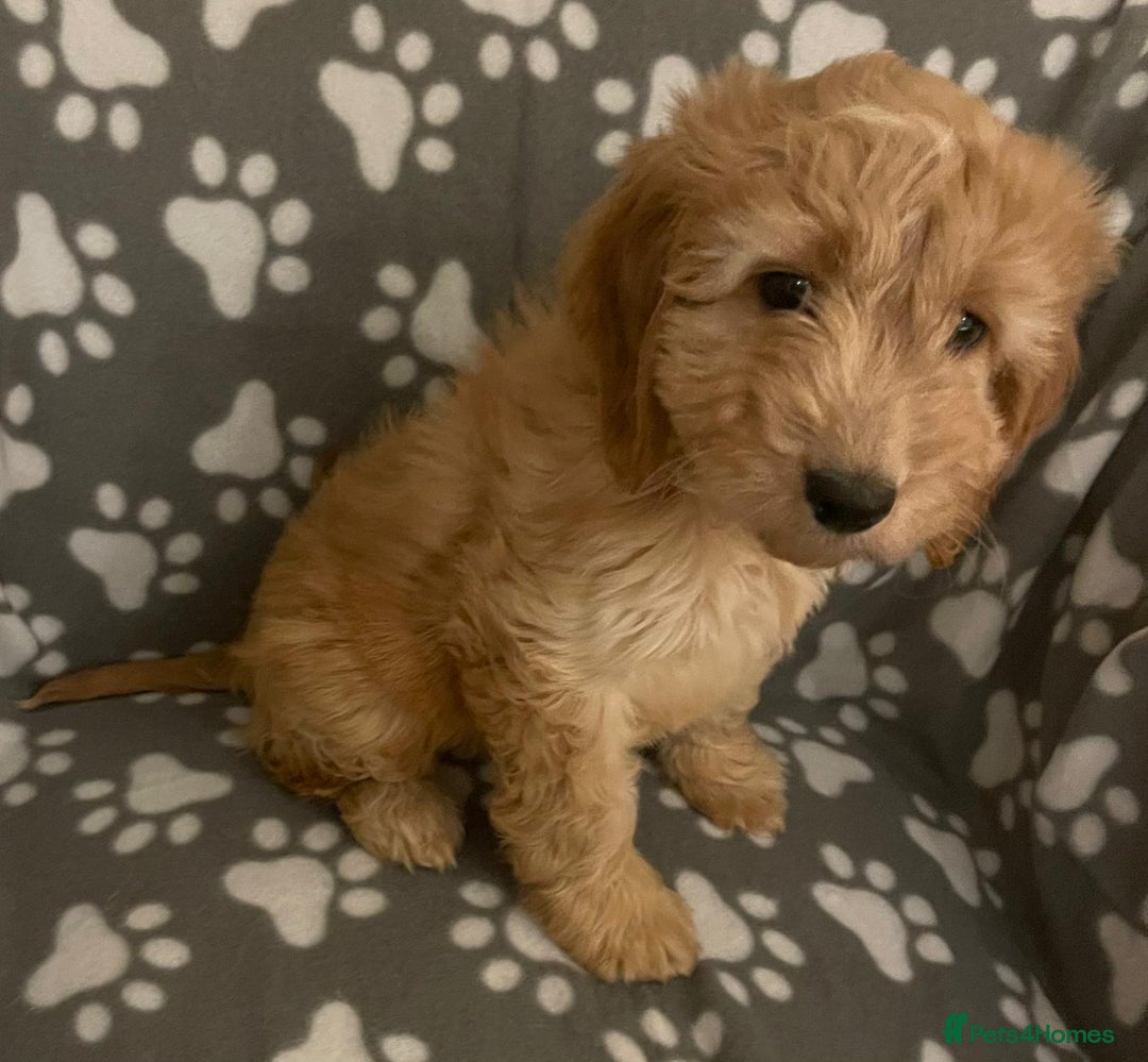 Cavapoo dogs for sale: Cavapoo puppie - Advert 7