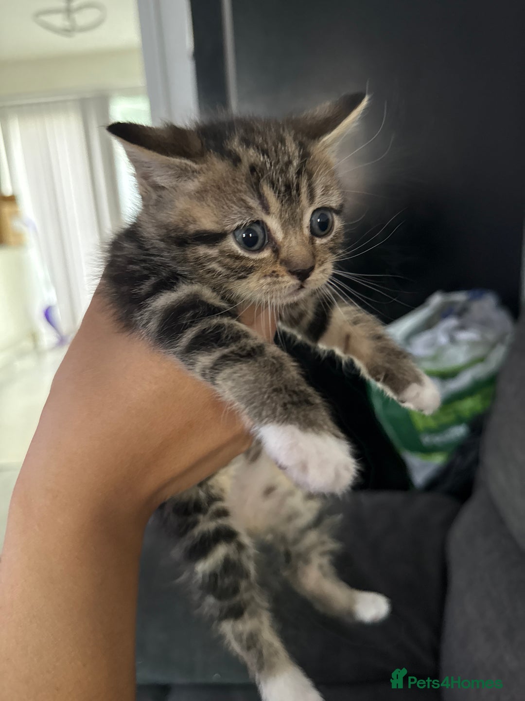 British Shorthair cats for sale: British short hair mixed kittens  - Advert 3