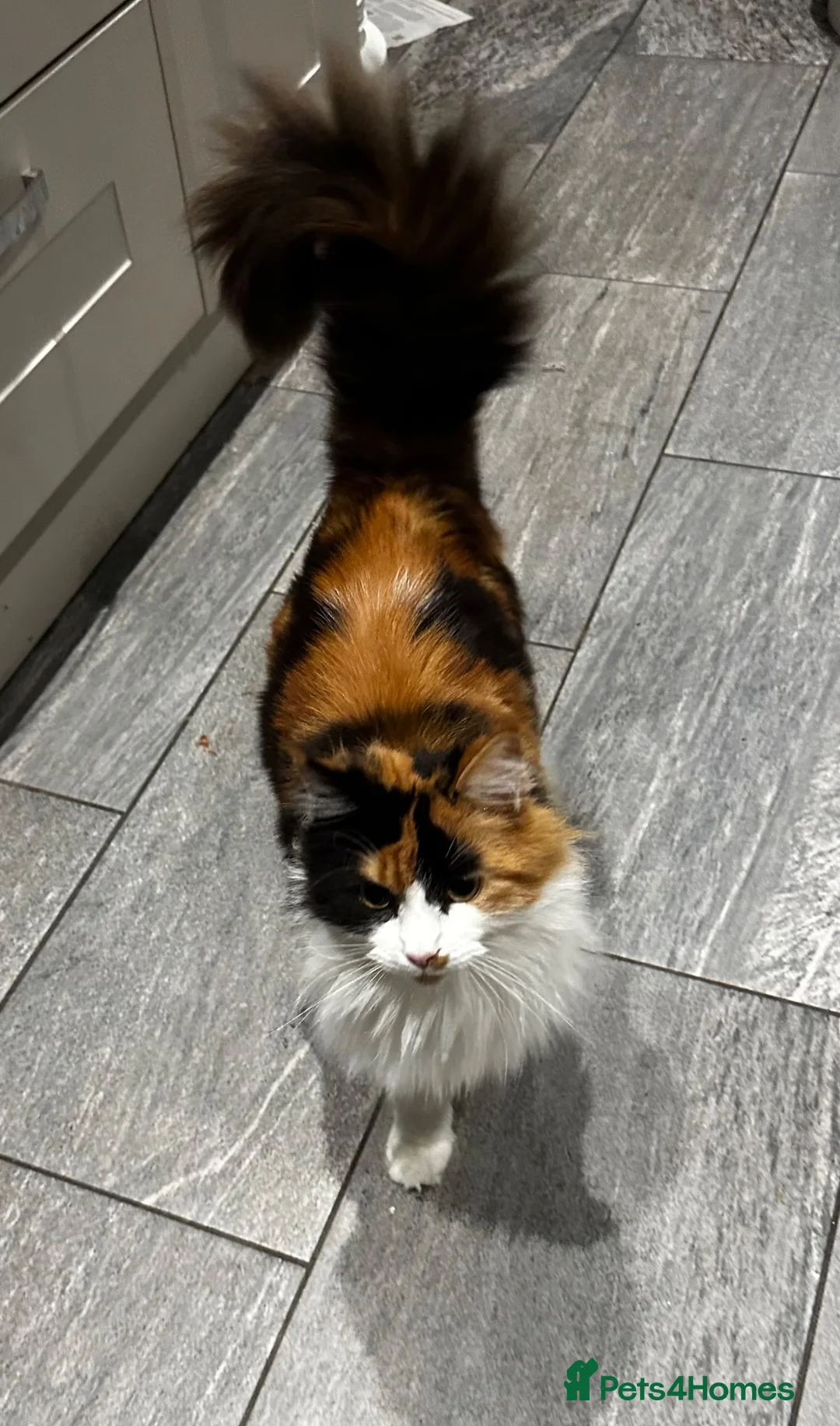 Maine Coon cats for sale: Lucky in Manchester - Advert 3