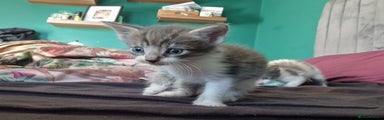 Mixed Breed Kitten 2