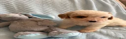Cavapoo dogs for sale: Gorgeous F1B Cavapoo puppies - Advert 9