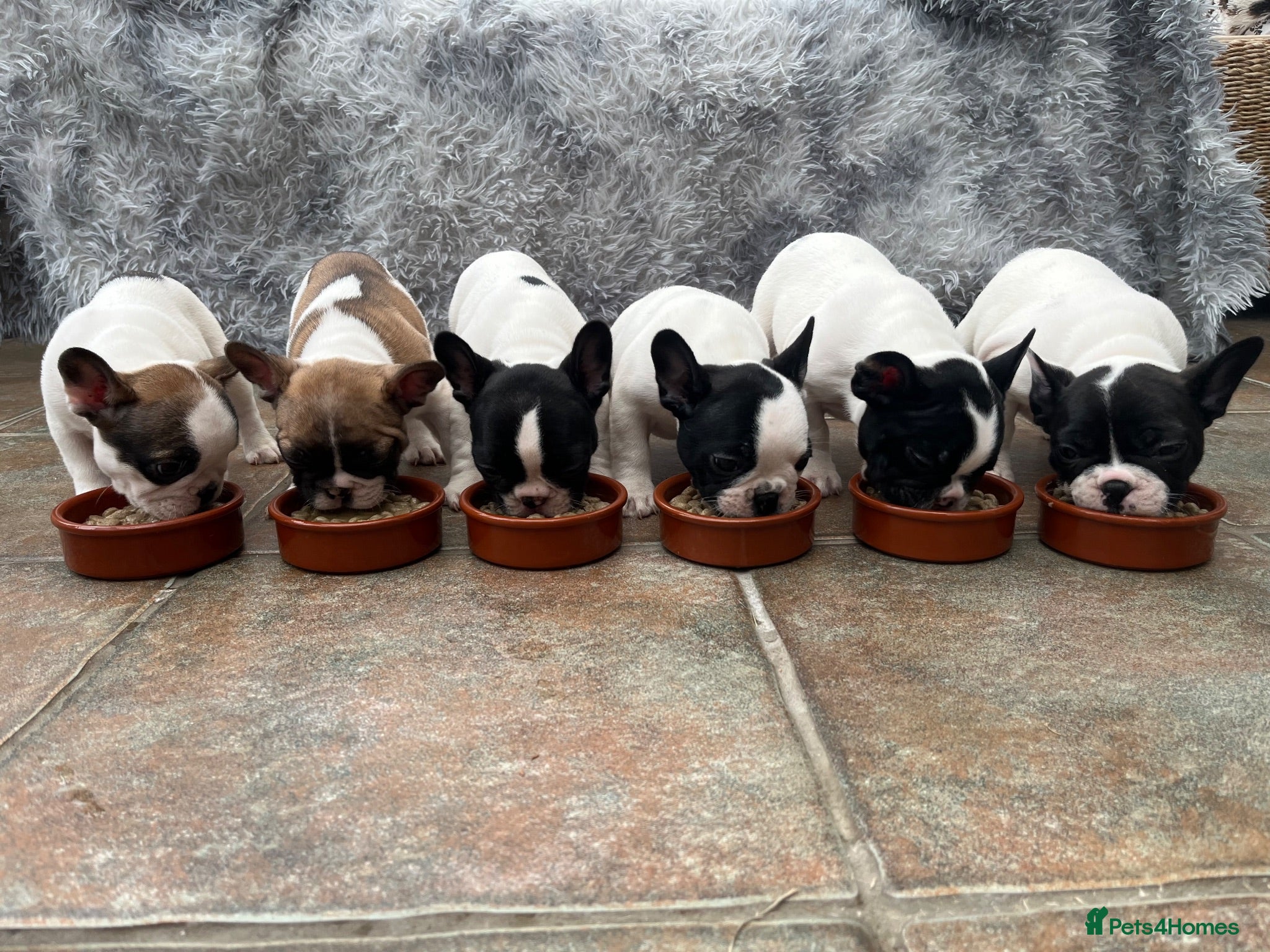 French Bulldog dogs KC reg. Crufts & International Champion breeding  - Advert 8