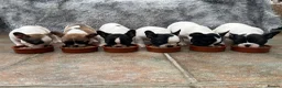 French Bulldog dogs for sale: KC reg. Crufts & International Champion breeding  in Baldock - Advert 1
