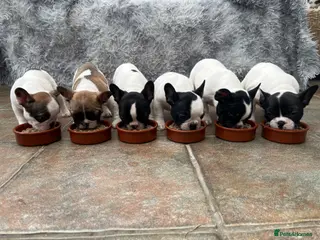 French Bulldog dogs KC reg. Crufts & International Champion breeding - Advert 1