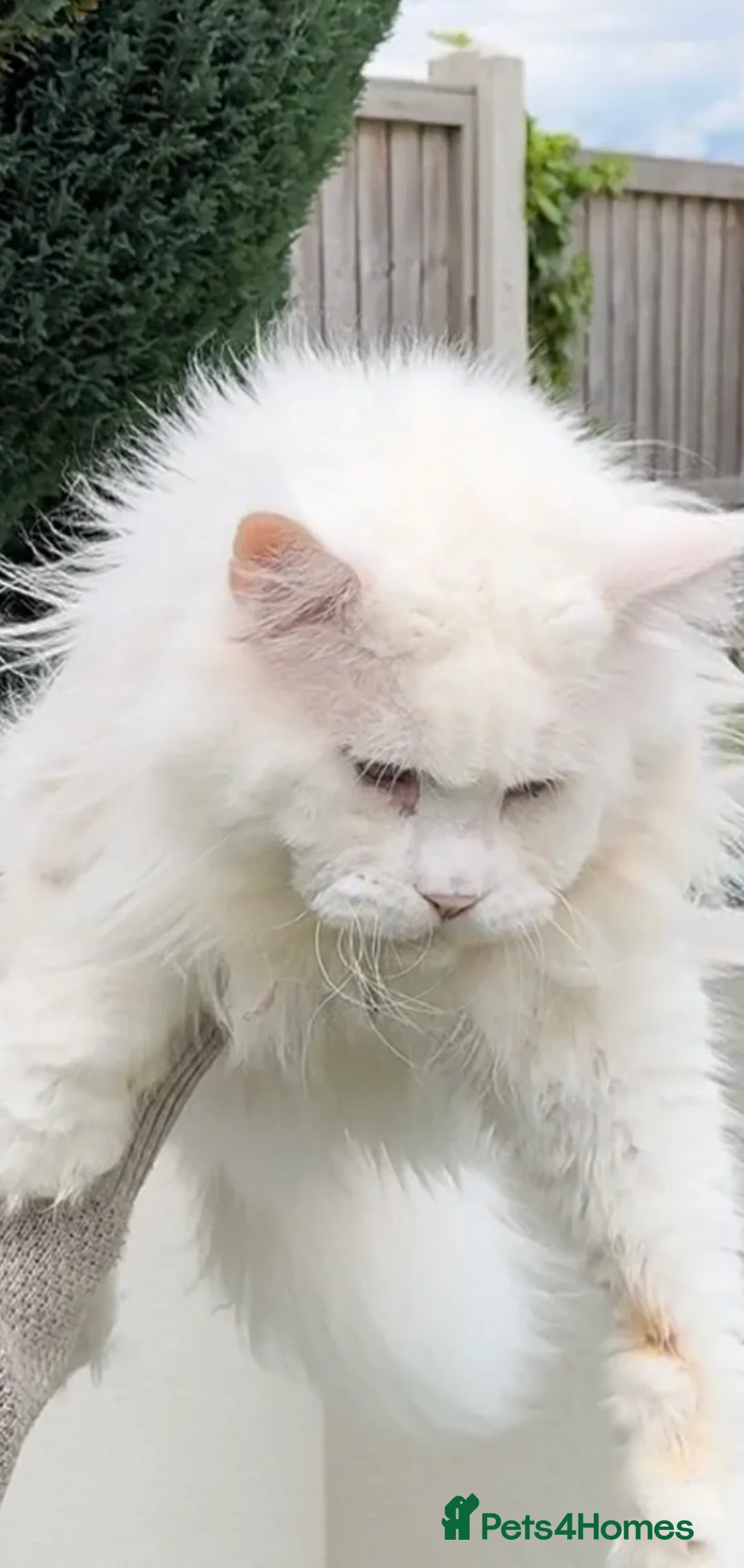 Maine Coon cats for stud: SEVERAL STUDS AVAILABLE 😻 - Advert 2