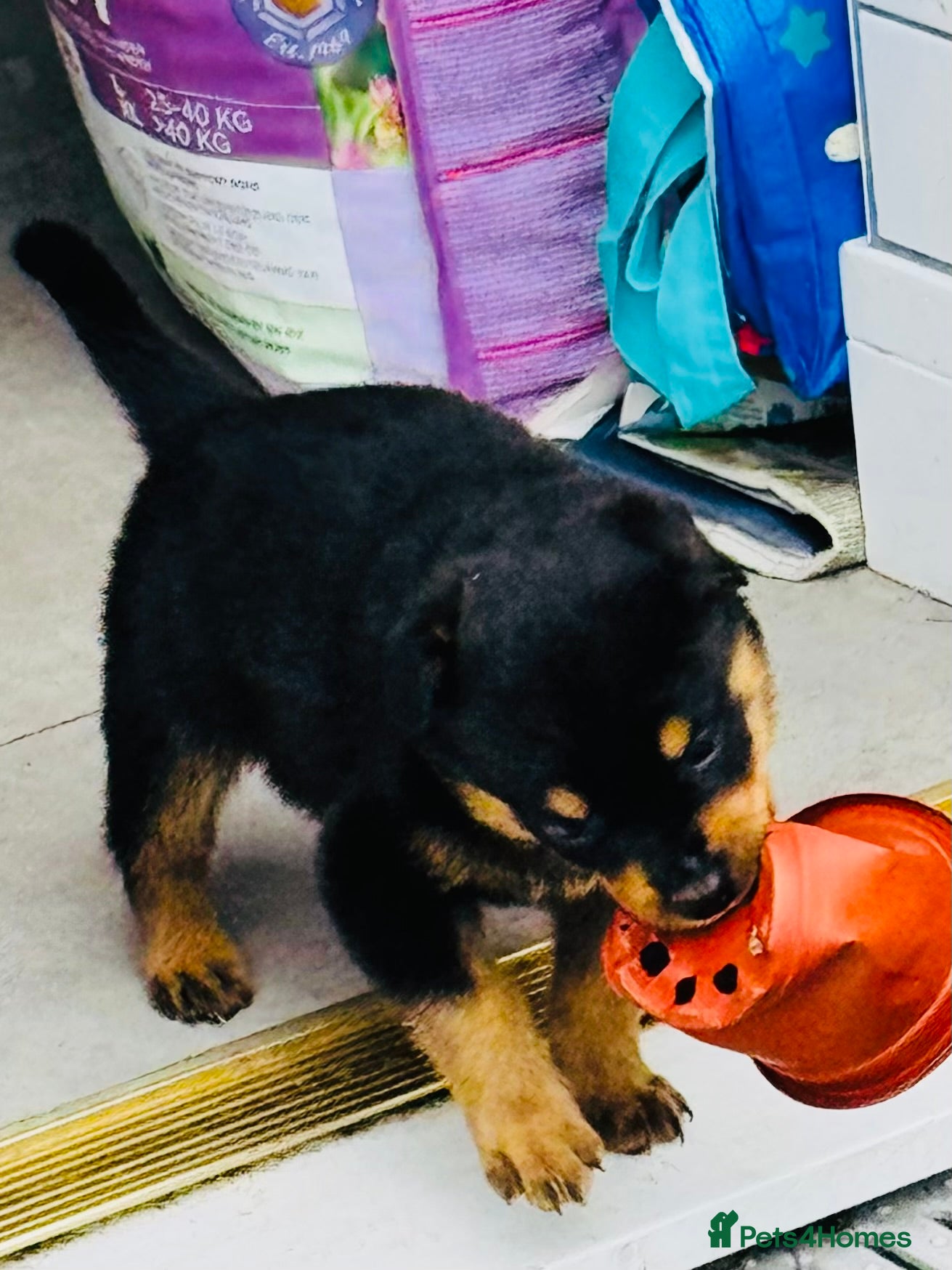 Rottweiler dogs for sale: Pedigree Rottweiler puppies for sale - Advert 12