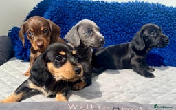 Miniature Dachshund dogs for sale: Miniature dachshund  - Image 2