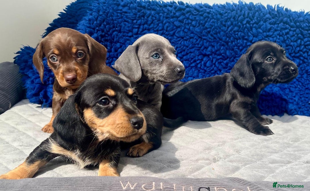 Miniature Dachshund dogs for sale: Miniature dachshund  - Image 2