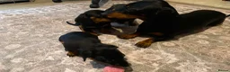 Dachshund dogs for sale: Beautiful black and tan Daschund puppies. - Advert 8