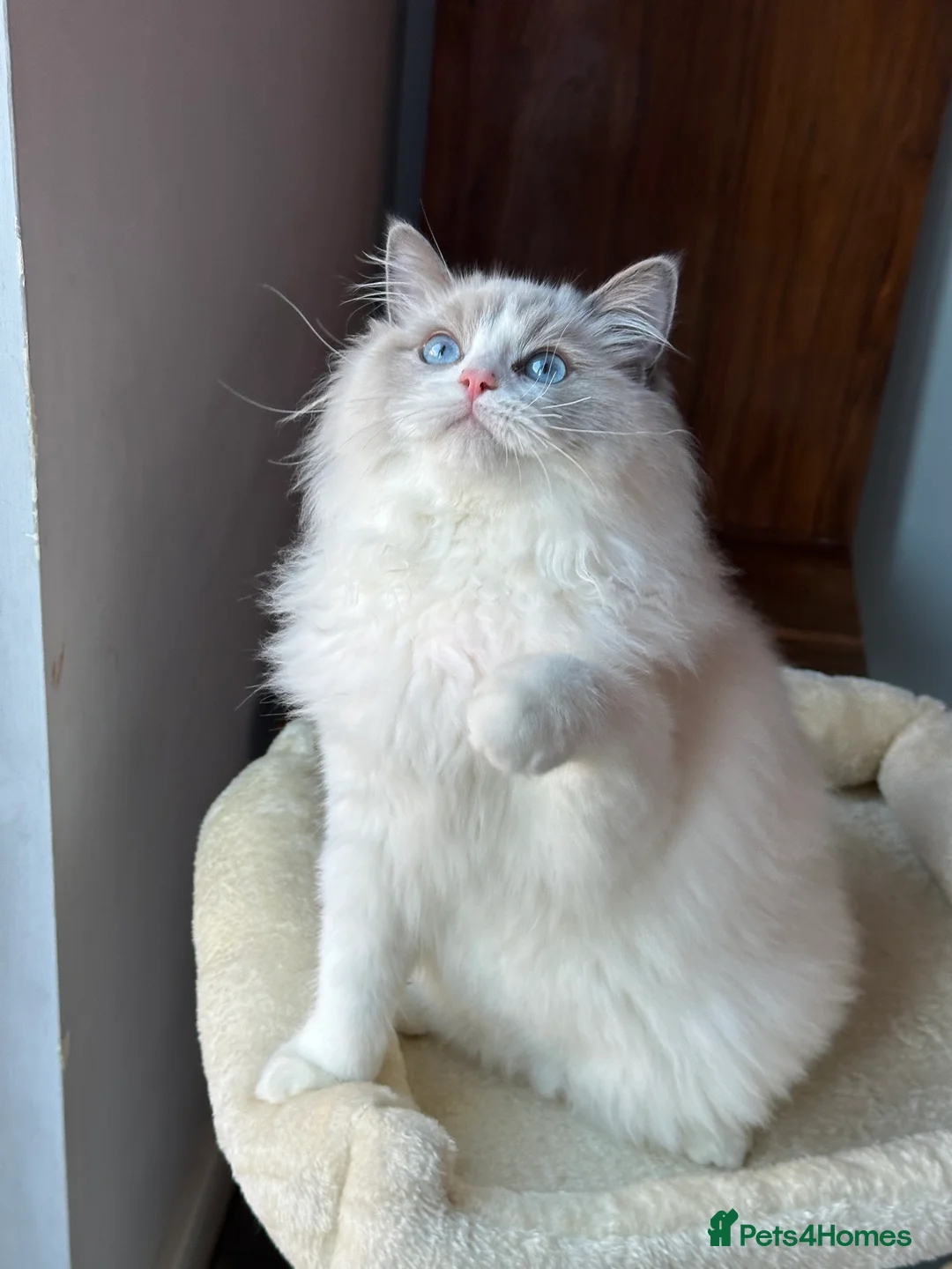Ragdoll cats for sale:  ACTIVE CAT OR pet TICA Registered Ragdoll Kittens - Advert 23