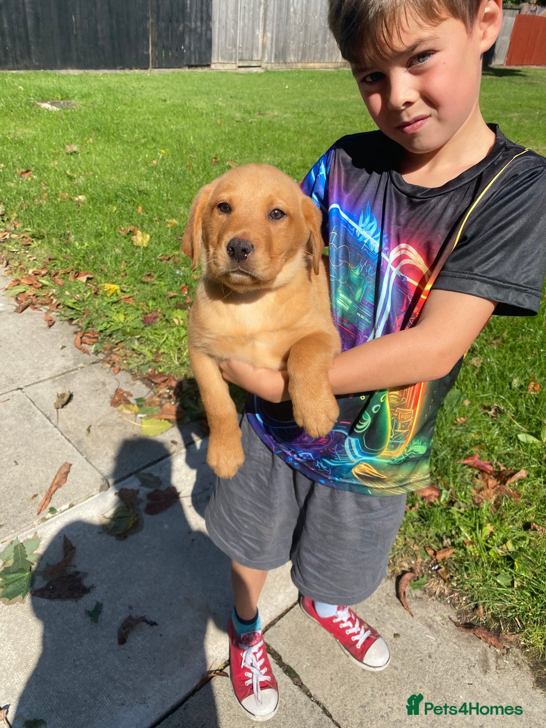 Labrador Retriever dogs for sale: Kc Labrador puppy ALLinjectionsfleawormchipinsured - Image 29