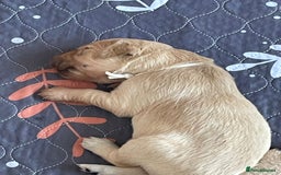 Golden Retriever dogs for sale: Pedigree Golden Retriver Puppies - Image 26