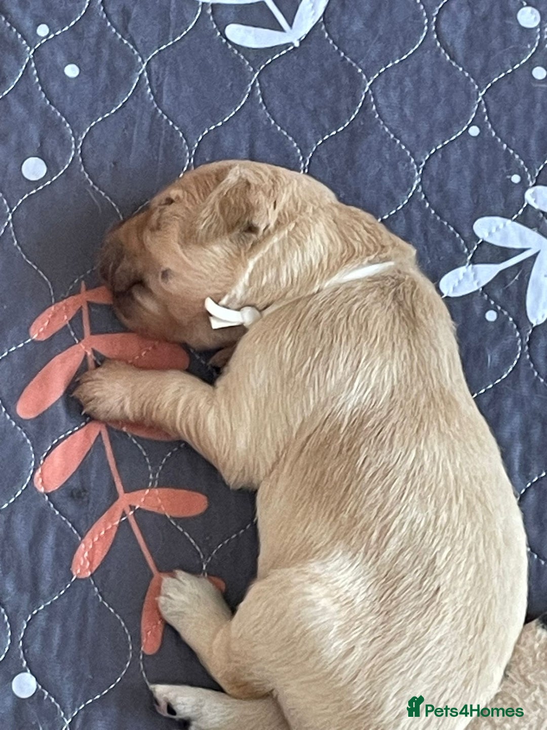 Golden Retriever dogs for sale: Pedigree Golden Retriver Puppies - Image 26