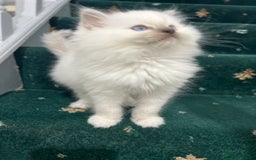 Ragdoll cats for sale: Extremely white Ragdoll boy! - Image 5