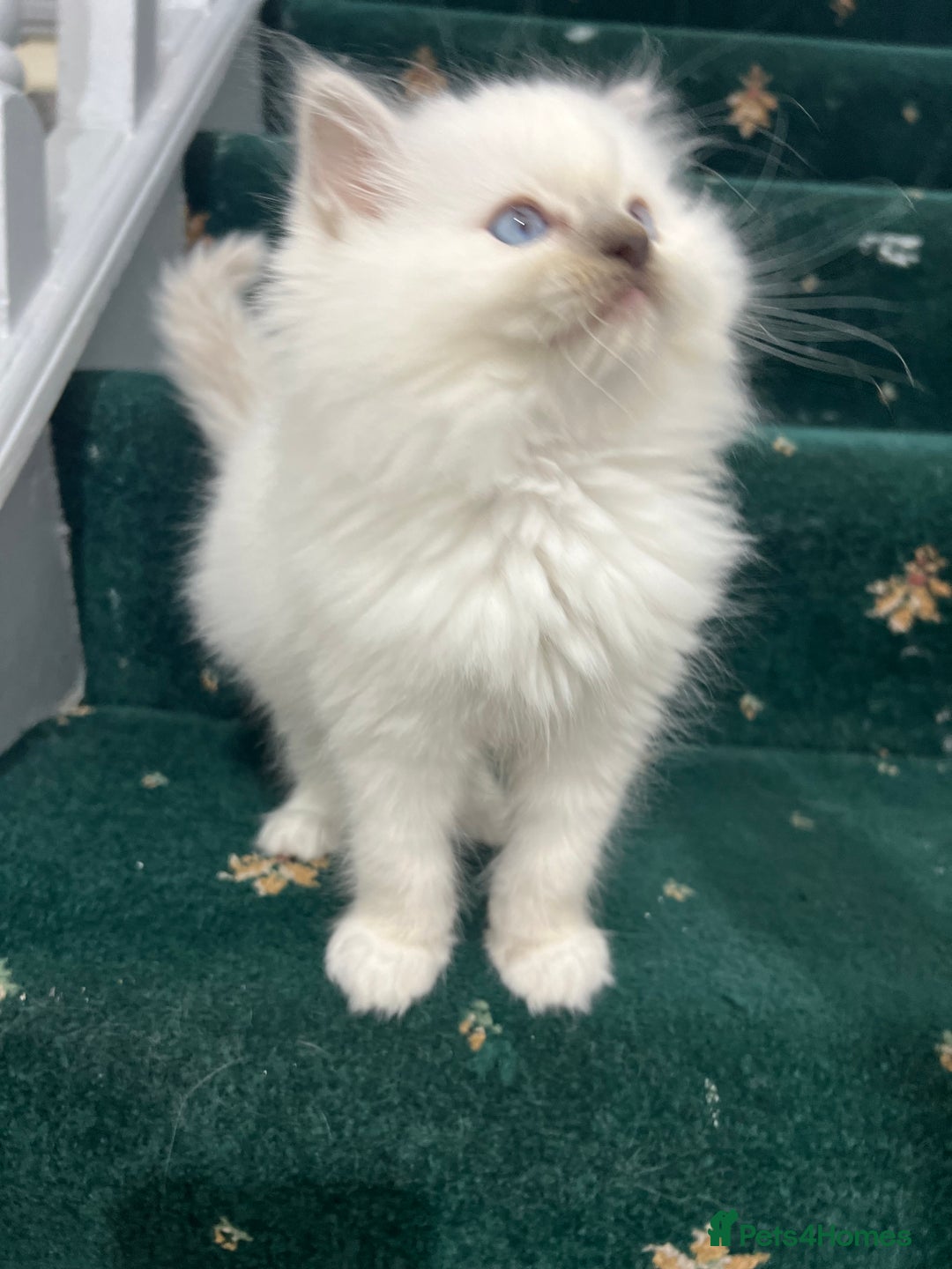 Ragdoll cats for sale: Extremely white Ragdoll boy! - Image 5