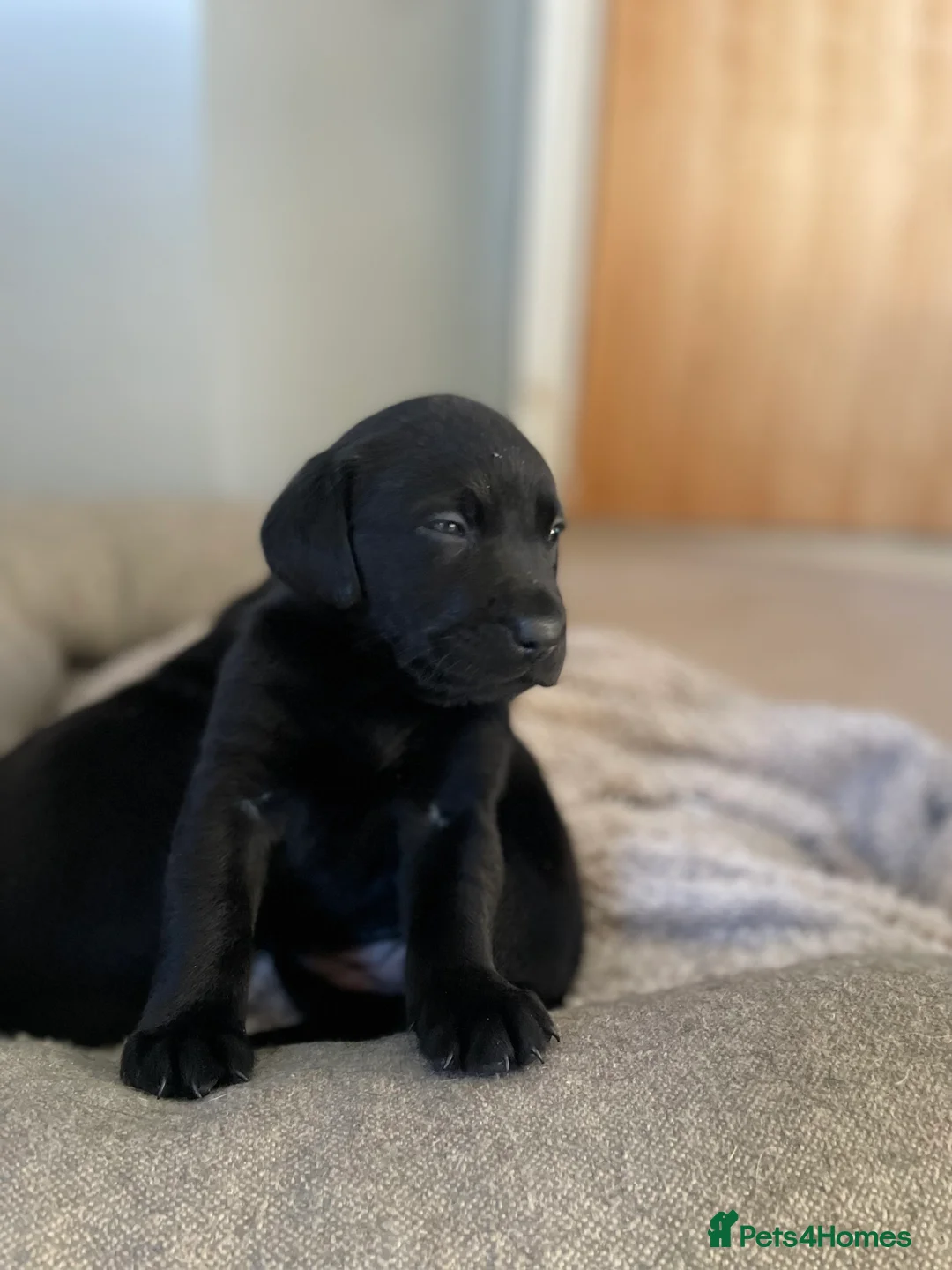 Labrador Retriever dogs for sale: Labrador puppies - Advert 9