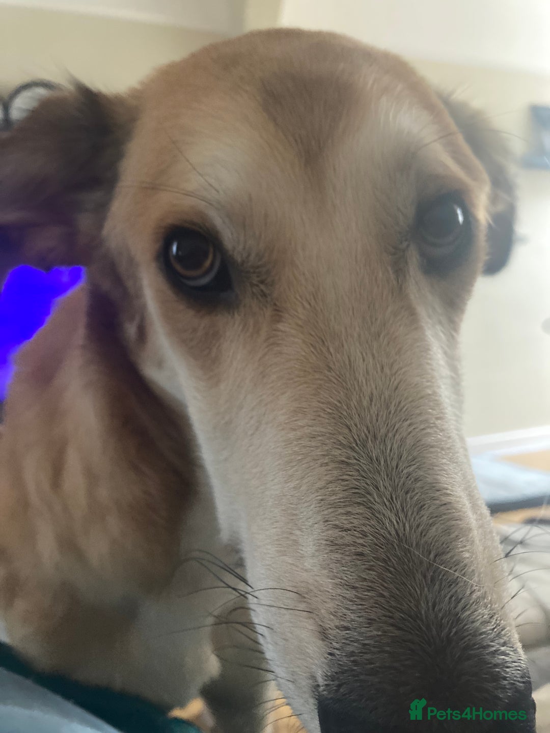 Mixed Breed dogs for sale: Merlin - Image 10