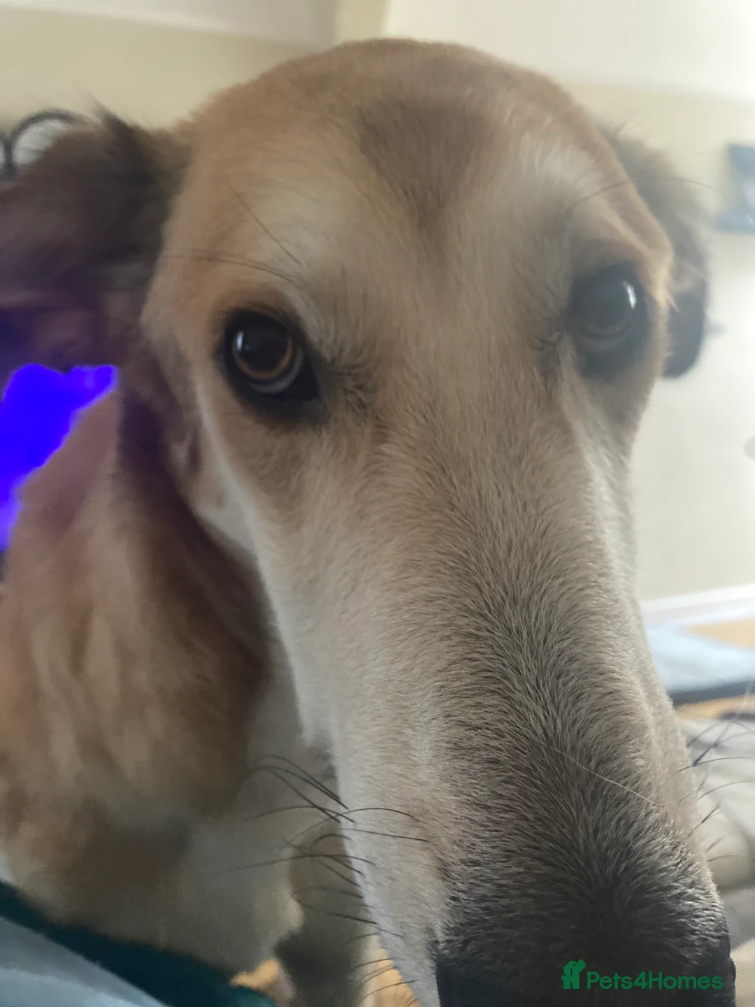 Mixed Breed dogs for sale: Merlin - Advert 10