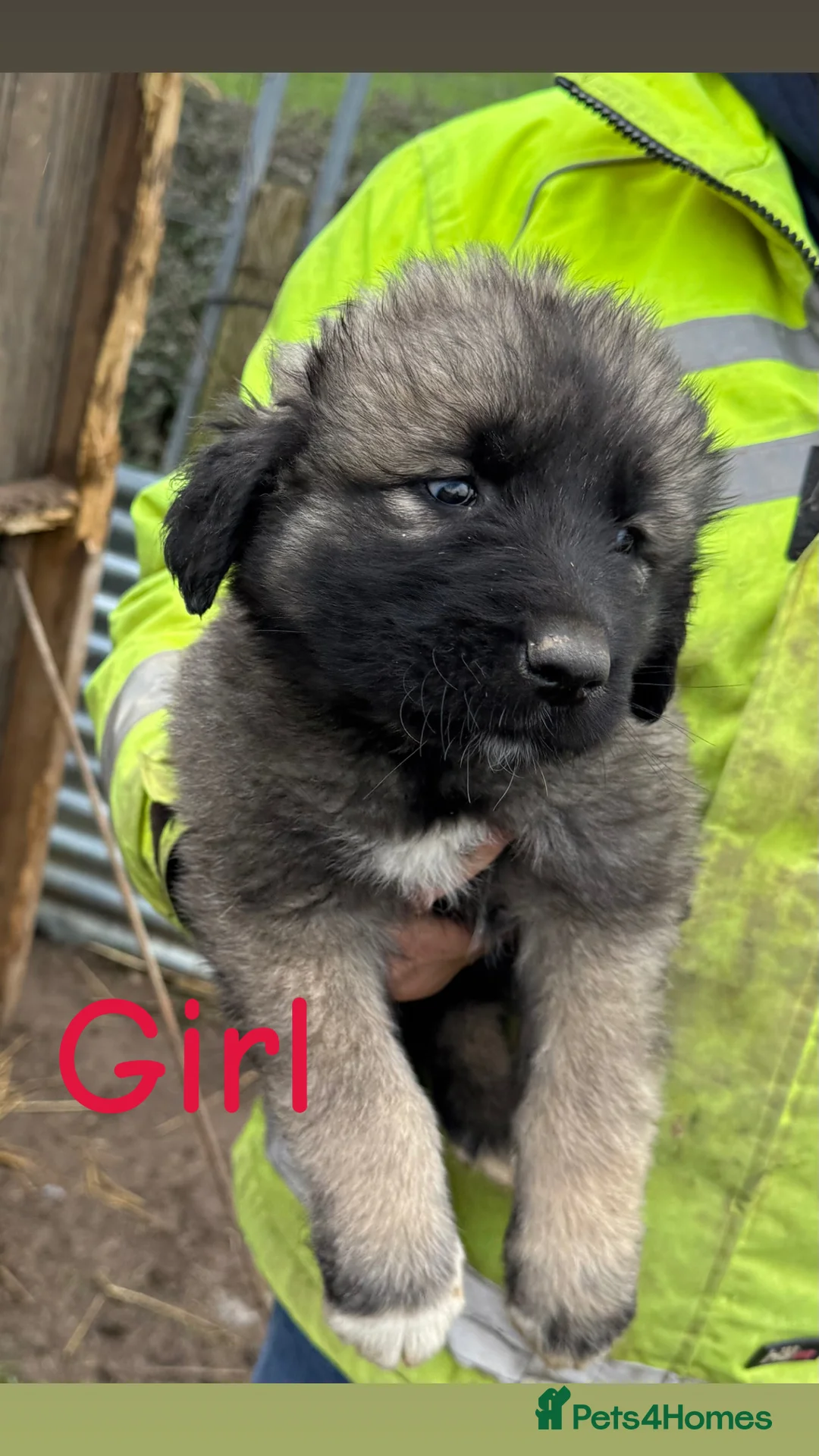 Caucasian Shepherd Dog dogs for sale: Beautiful Caucasian shepherd puppies in Radstock - Advert 14