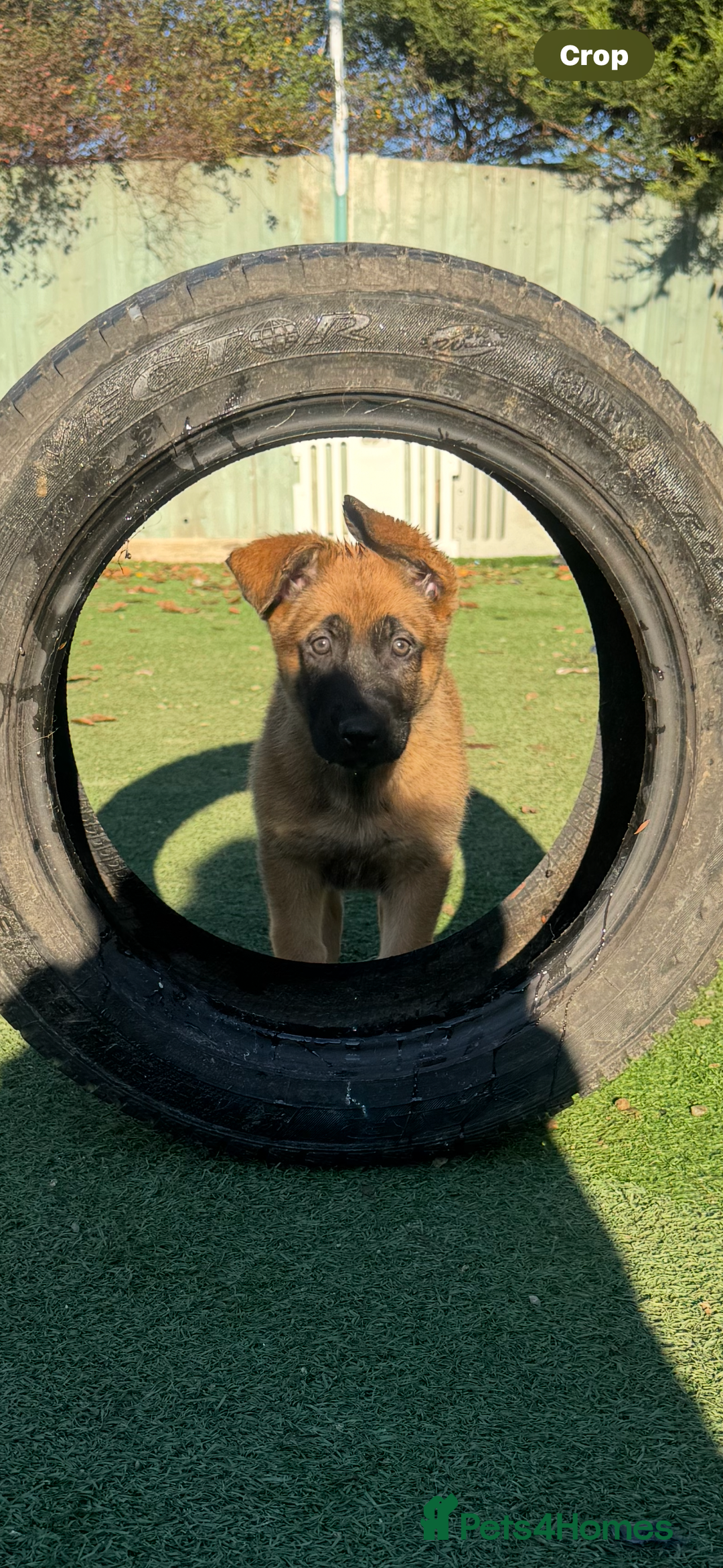 Mixed Breed dogs for sale:  4 Belgian Malinois & German Shepherd Puppies - Advert 13