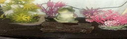 Axolotl reptiles for sale: 2 male axolotl - Advert 4