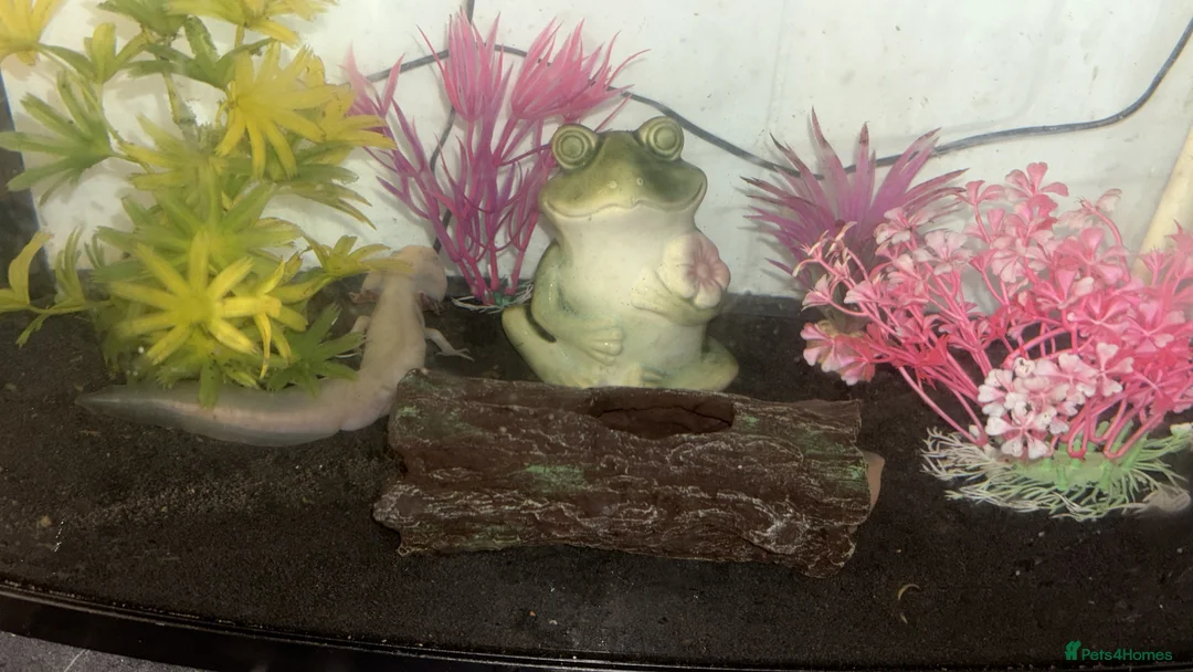 Axolotl reptiles for sale: 2 male axolotl - Advert 4