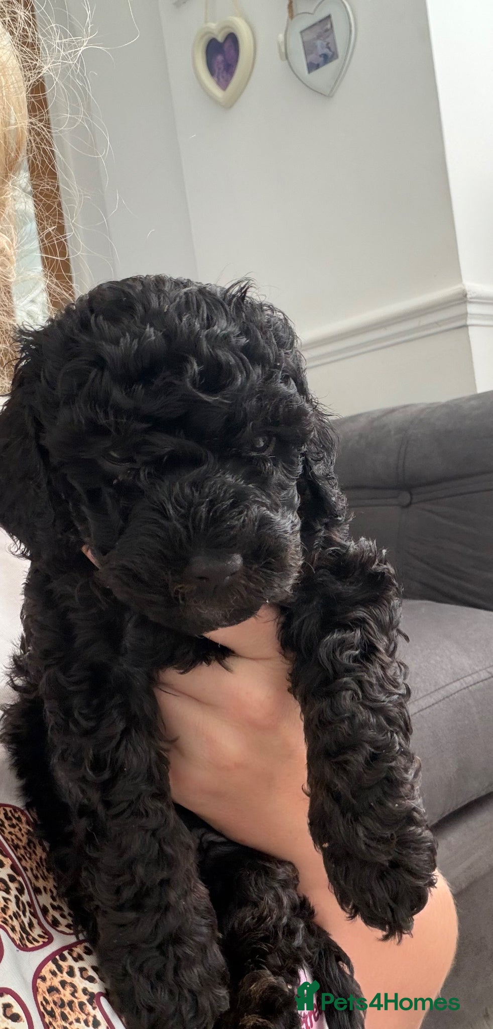 Mixed Breed dogs for sale: Jackapoo Puppies - Advert 15