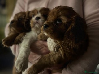 Cavalier King Charles Spaniel dogs Stunningly beautiful litter of cavaliers - Advert 1