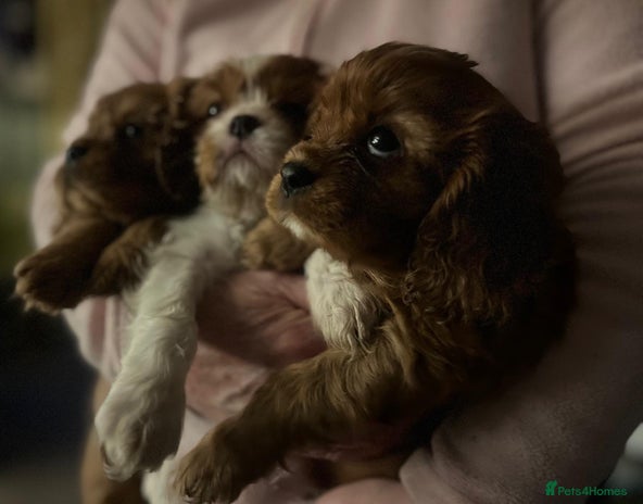 Cavalier King Charles Spaniel dogs Stunningly beautiful litter of cavaliers - Advert 1