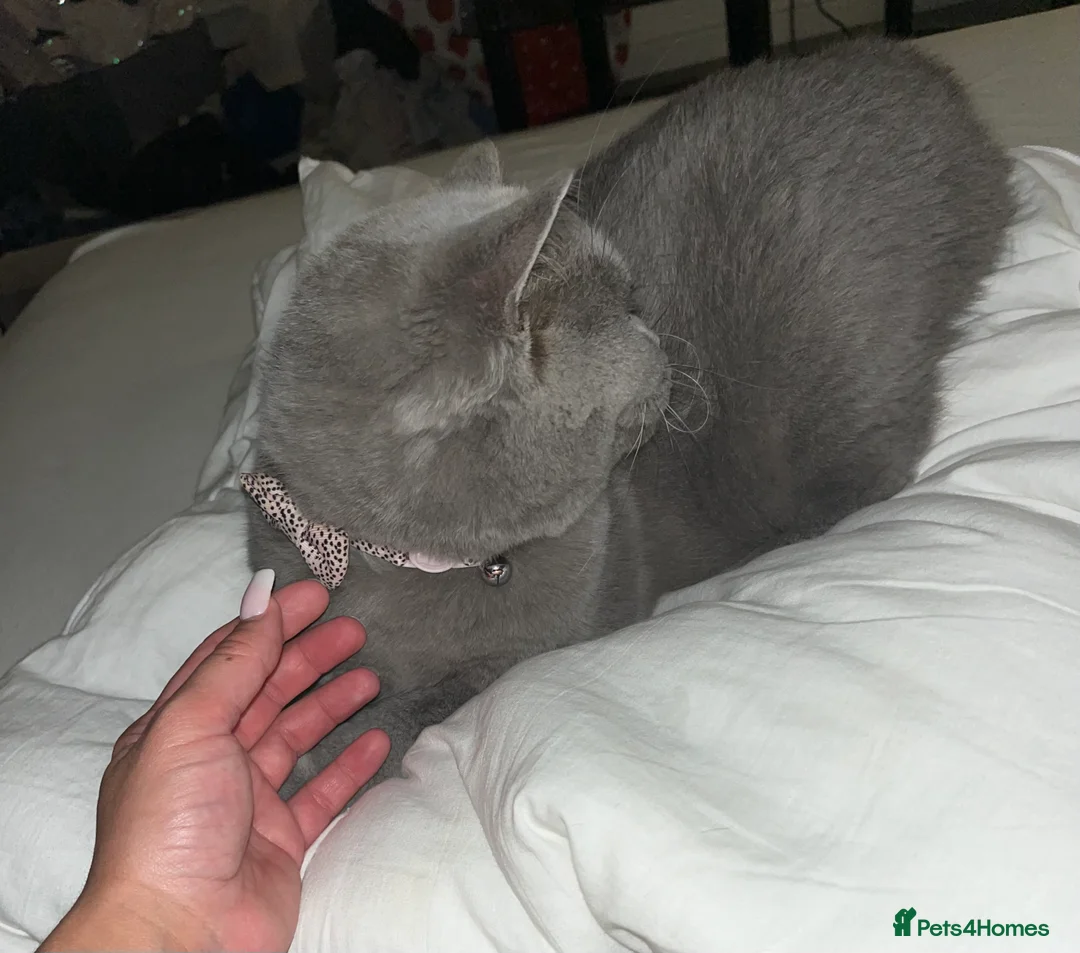 British Shorthair cats for sale: Blue British shorthair  in Farnham - Advert 3